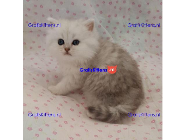 Glorieuze chocolade Perzische kittens.