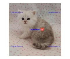 Glorieuze chocolade Perzische kittens.