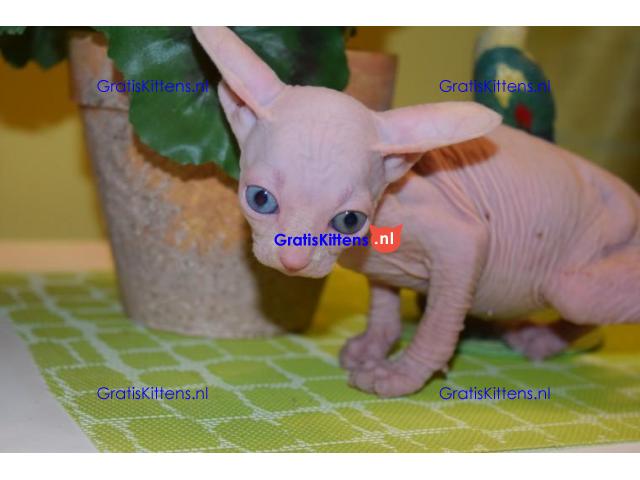 Prachtige Blue Eyed Sphynx-kittens.