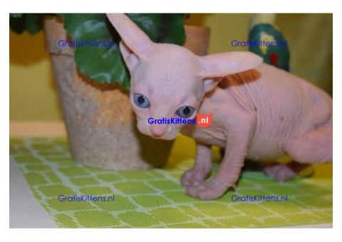 Prachtige Blue Eyed Sphynx-kittens.