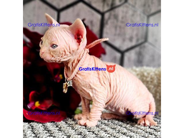 Prachtige Blue Eyed Sphynx-kittens.