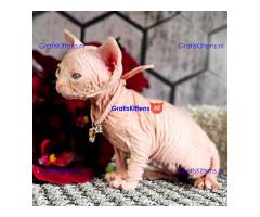 Prachtige Blue Eyed Sphynx-kittens.