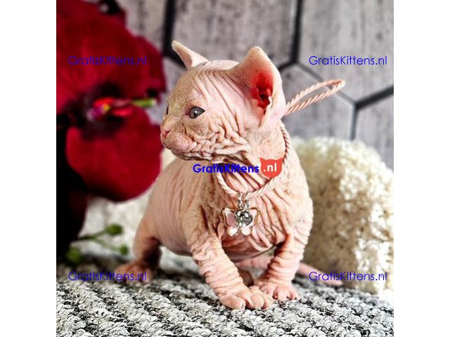 Prachtige Blue Eyed Sphynx-kittens.