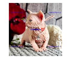 Prachtige Blue Eyed Sphynx-kittens.