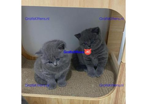 Blauwe Brits korthaar kittens nu beschikbaar.