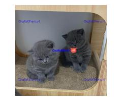 Blauwe Brits korthaar kittens nu beschikbaar.