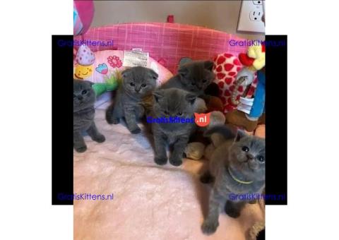 Britse korthaar kittens ter adoptie