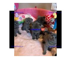 Britse korthaar kittens ter adoptie