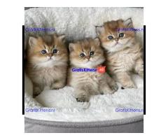 Gouden Britse korthaar kittens