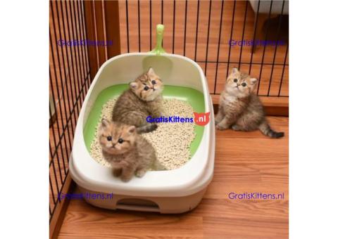 Mannelijke en vrouwelijke Golden Brits korthaar kittens te koop.