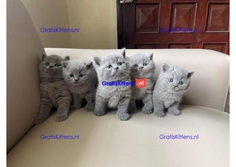Mannelijke en vrouwelijke blauwe Brits korthaar kittens te koop.