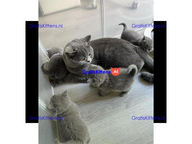 Mannelijke en vrouwelijke blauwe Brits korthaar kittens voor gratis adoptie