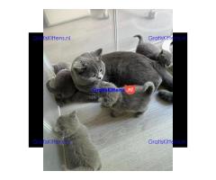 Mannelijke en vrouwelijke blauwe Brits korthaar kittens voor gratis adoptie