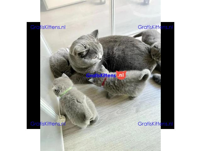 Mannelijke en vrouwelijke blauwe Brits korthaar kittens voor gratis adoptie