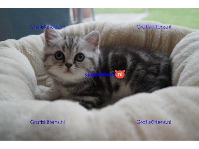 Britse Korthaar/Scottish Fold Blauw en Lilac kitten €150 Whatsapp-nummer: +32 460224753