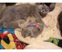 Britse Korthaar/Scottish Fold Blauw en Lilac kitten €150 Whatsapp-nummer: +32 460224753