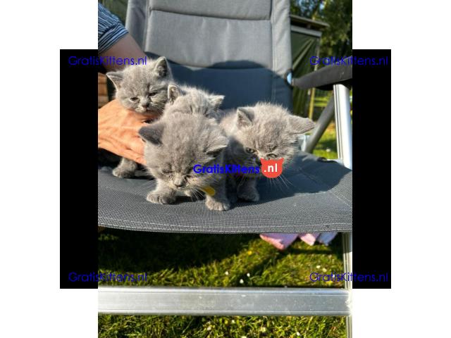 Britse Korthaar/Scottish Fold Blauw en Lilac kitten €150 Whatsapp-nummer: +32 460224753