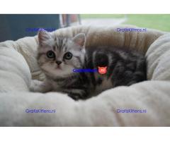 Britse Korthaar/Scottish Fold Blauw en Lilac kitten €150 Whatsapp-nummer: +32 460224753