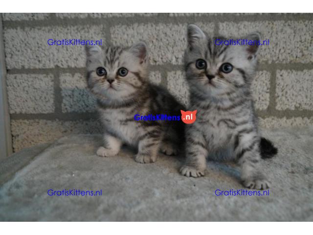 Britse Korthaar/Scottish Fold Blauw en Lilac kitten €150 Whatsapp-nummer: +32 460224753