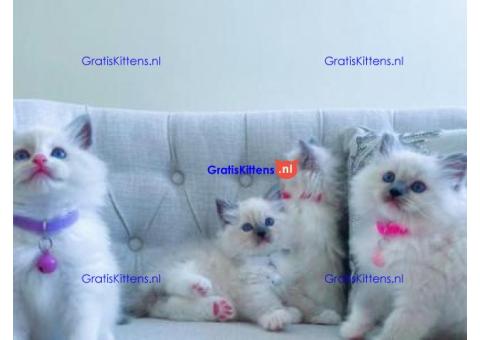 We hebben Ragdoll-kittens grootgebracht voor de verkoop