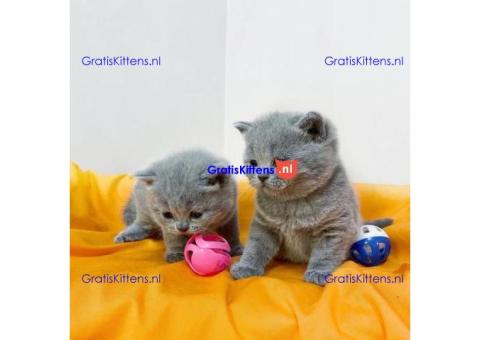 Goed opgeleide schattige Britse korthaar kittens.