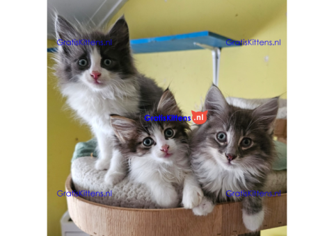 Noorse Boskat kittens