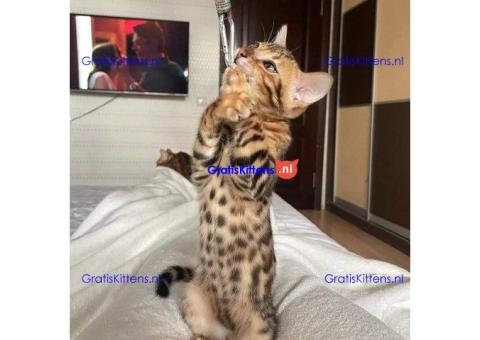 Bengal Kittens For Sale