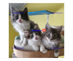 Noorse Boskat kittens