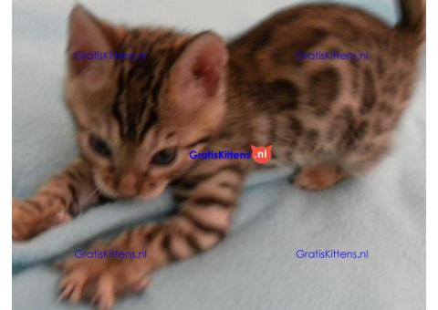 Fantastisch cadeau Bengal Kittens