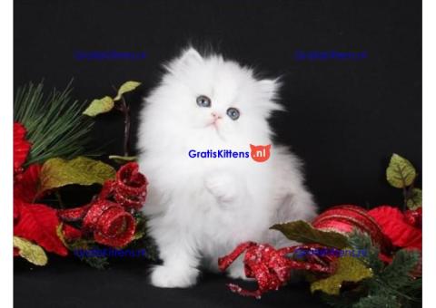 Schattig cadeau Perzische kittens  whatsapp +34659071793