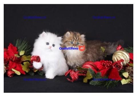 Schattig cadeau Perzische kittens  whatsapp +34659071793