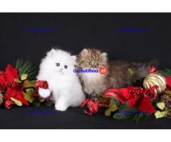 Schattig cadeau Perzische kittens  whatsapp +34659071793