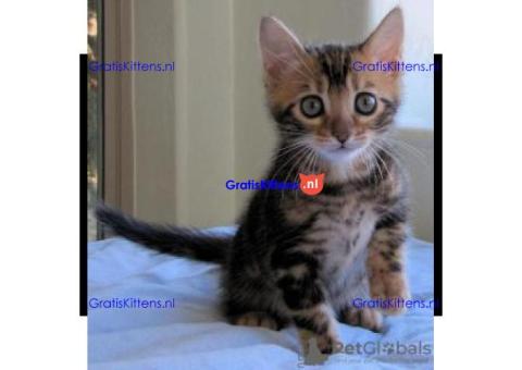 Fantastisch cadeau Bengal Kittens whatsapp.+34659071793