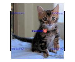 Fantastisch cadeau Bengal Kittens whatsapp.+34659071793