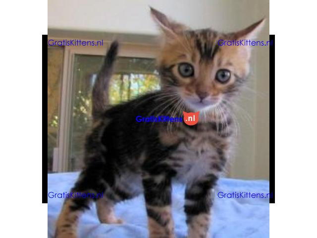 Fantastisch cadeau Bengal Kittens whatsapp.+34659071793
