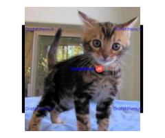 Fantastisch cadeau Bengal Kittens whatsapp.+34659071793