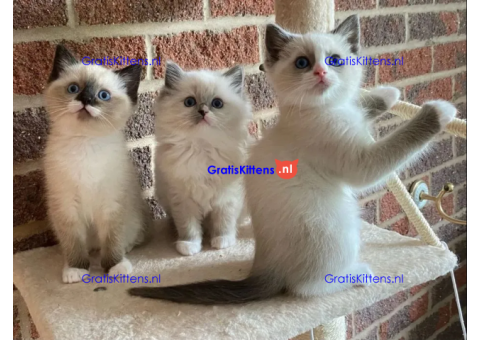 Ragdoll kittens
