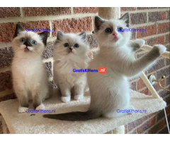 Ragdoll kittens