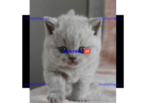 Britse Korthaar/Scottish Fold Blauw en Lilac kitten €150 Whatsapp-nummer: +32 460224753