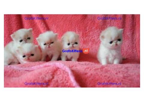 Schattig cadeau Perzische kittens  whatsapp +34659071793