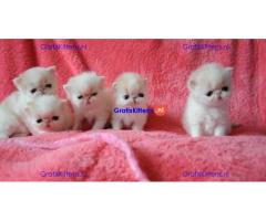 Schattig cadeau Perzische kittens  whatsapp +34659071793