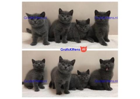 Leuke Brits Blauwe Korthaar kittens WHATSAPP:+34659071793