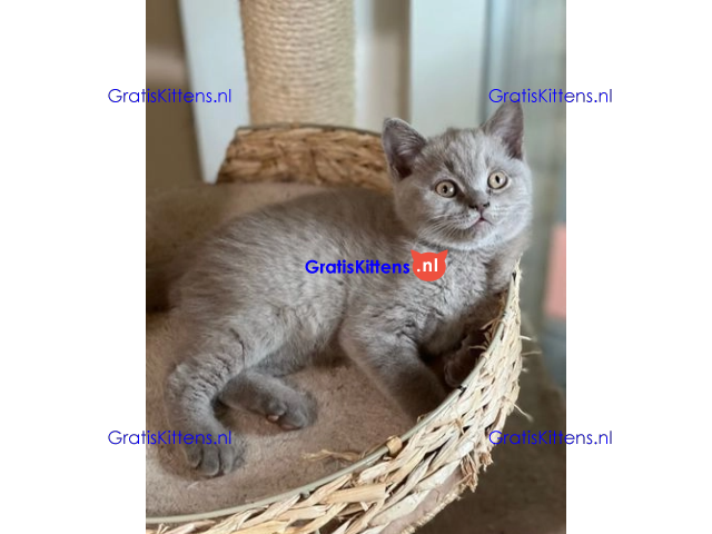 katertjes Britse korthaar achterkant blauw