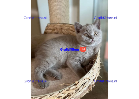 katertjes Britse korthaar achterkant blauw