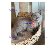 katertjes Britse korthaar achterkant blauw