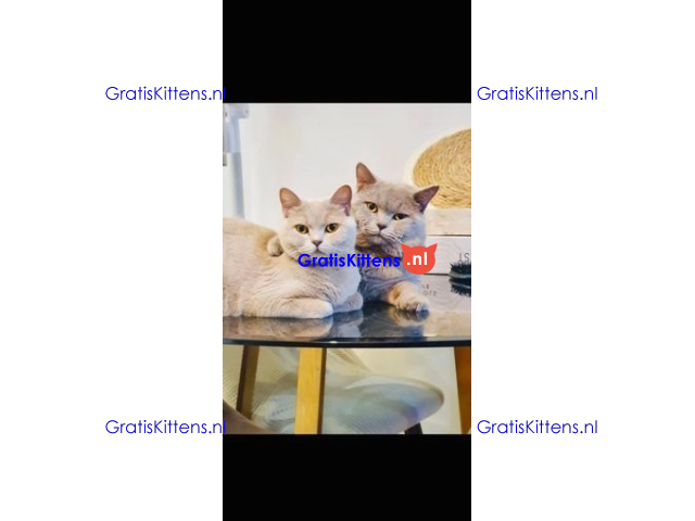 katertjes Britse korthaar achterkant blauw