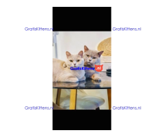 katertjes Britse korthaar achterkant blauw