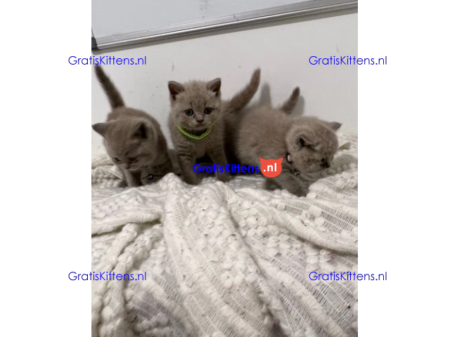 katertjes Britse korthaar achterkant blauw