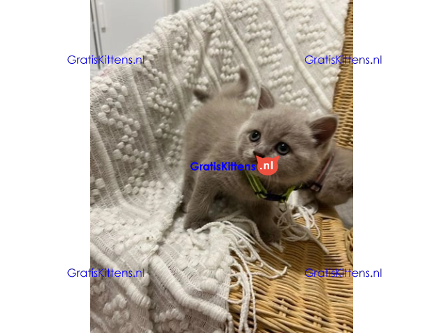 katertjes Britse korthaar achterkant blauw