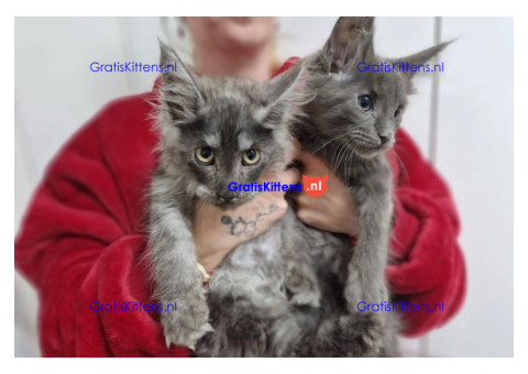 Blauw zilver rook Mainecoon laatste meisje